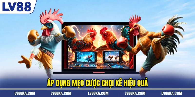 Áp dụng mẹo cược chọi kê hiệu quả