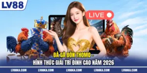 Đá gà đòn Thomo